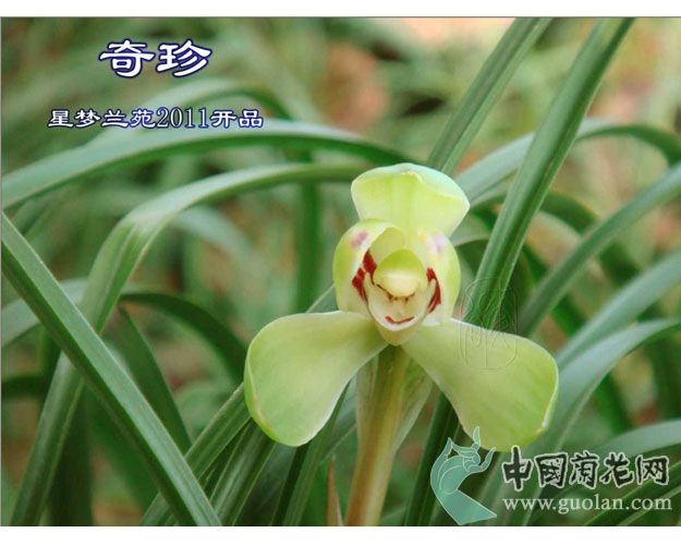 奇珍新梅 奇珍新梅