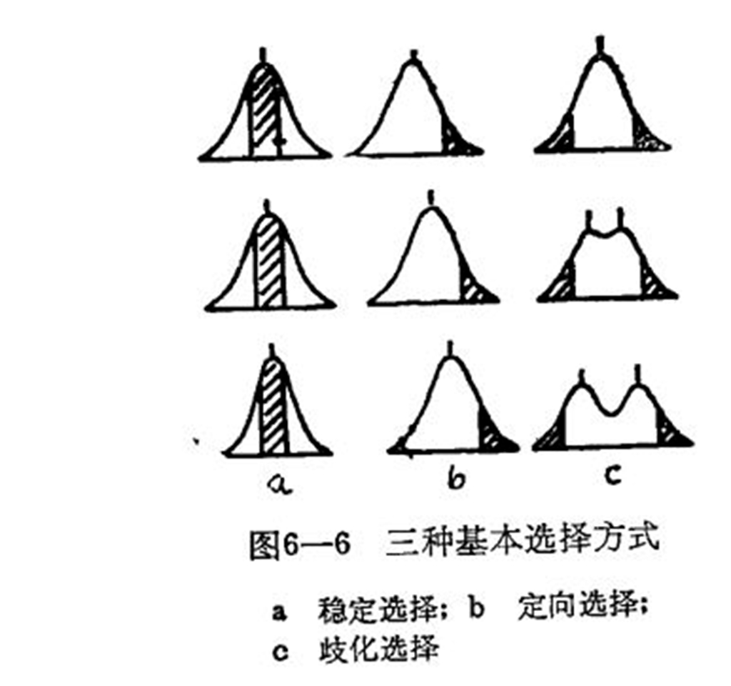 歧化選擇(分裂選擇)