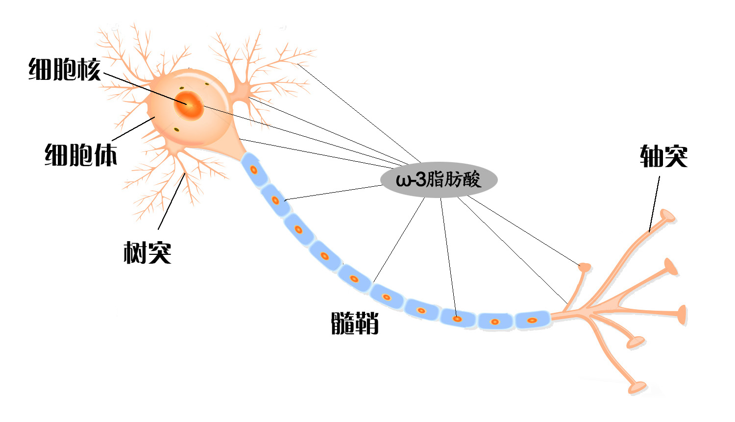 神經元與ω-3脂肪酸