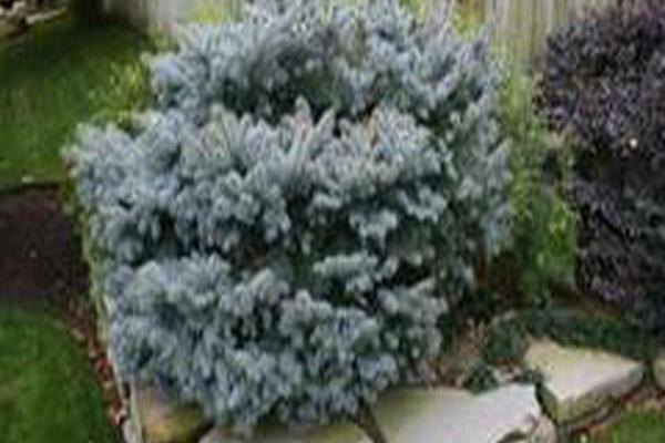 Picea pungens \x27Glauca Globosa\x27 Picea pungens \x27Glauca Globosa\x27