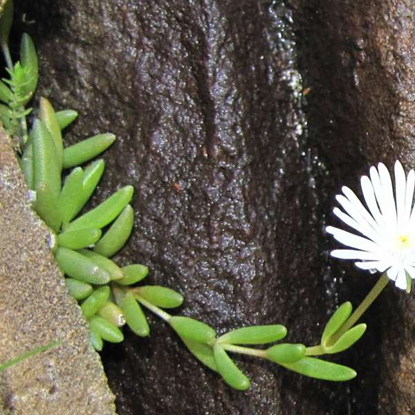 Delosperma concavum