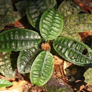 Psychotria ankasensis