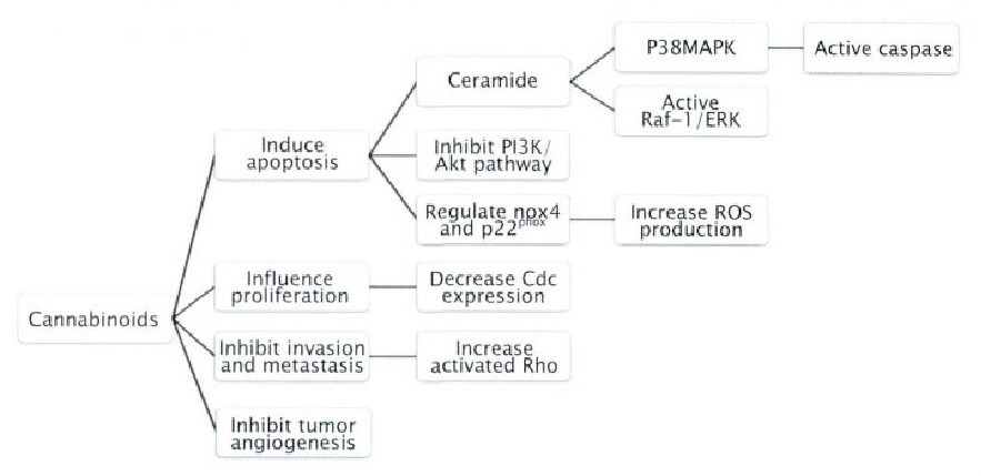 大麻素類化合物的主要抗腫瘤作用機制