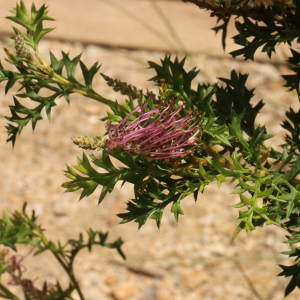Grevillea acanthifolia