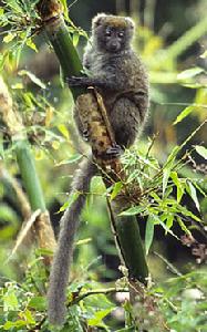 灰色竹狐猴