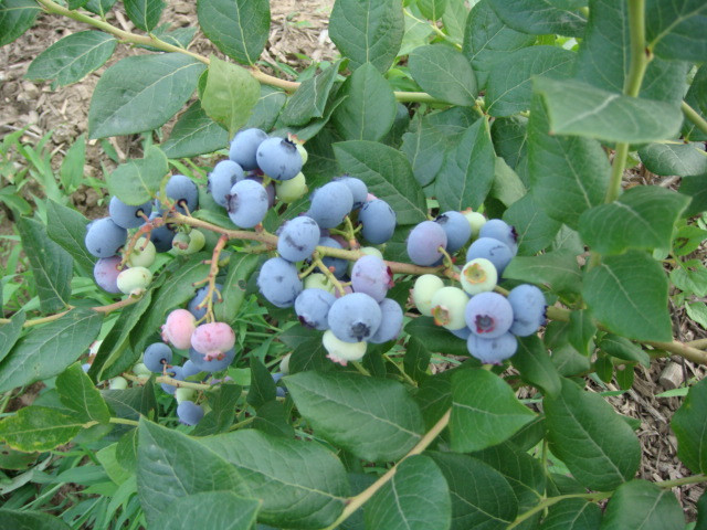 中國北極藍莓