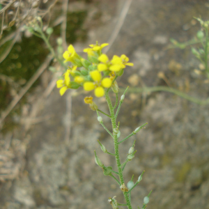 Alyssum rostratum