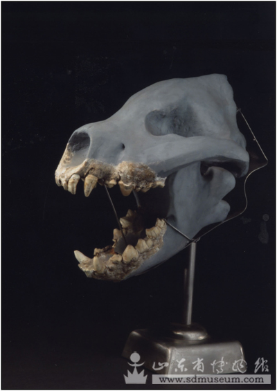 最後斑鬣狗頭骨