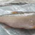 小白魚 小白魚