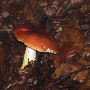 橙黃紅菇