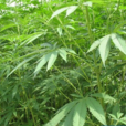麻根(分布於東北、華北、華東、中南等地) 麻根(分布於東北、華北、華東、中南等地)