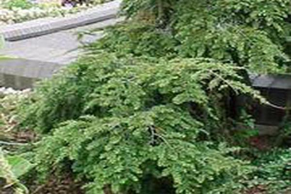 Tsuga canadensis \x27Pendula\x27 Tsuga canadensis \x27Pendula\x27