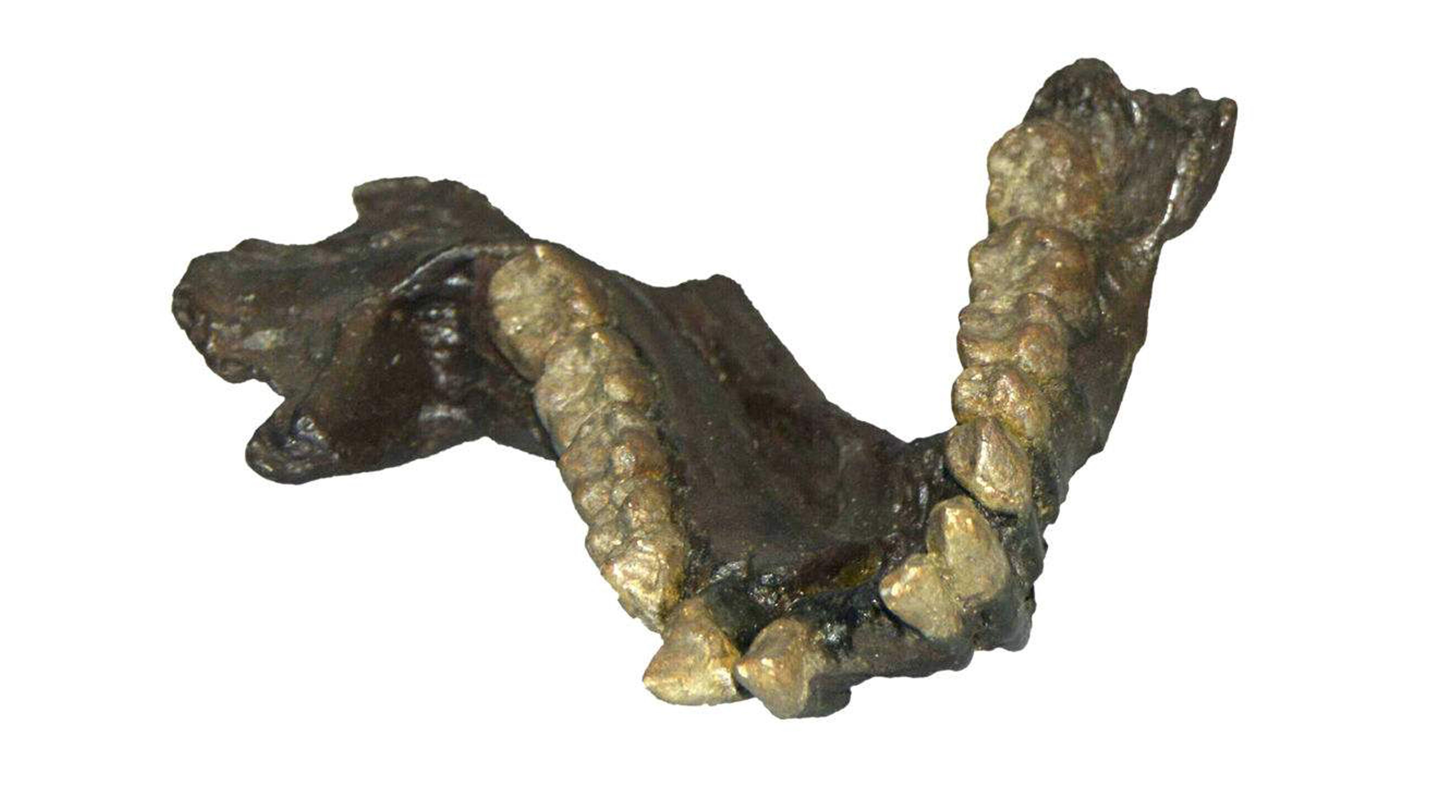 頜骨化石