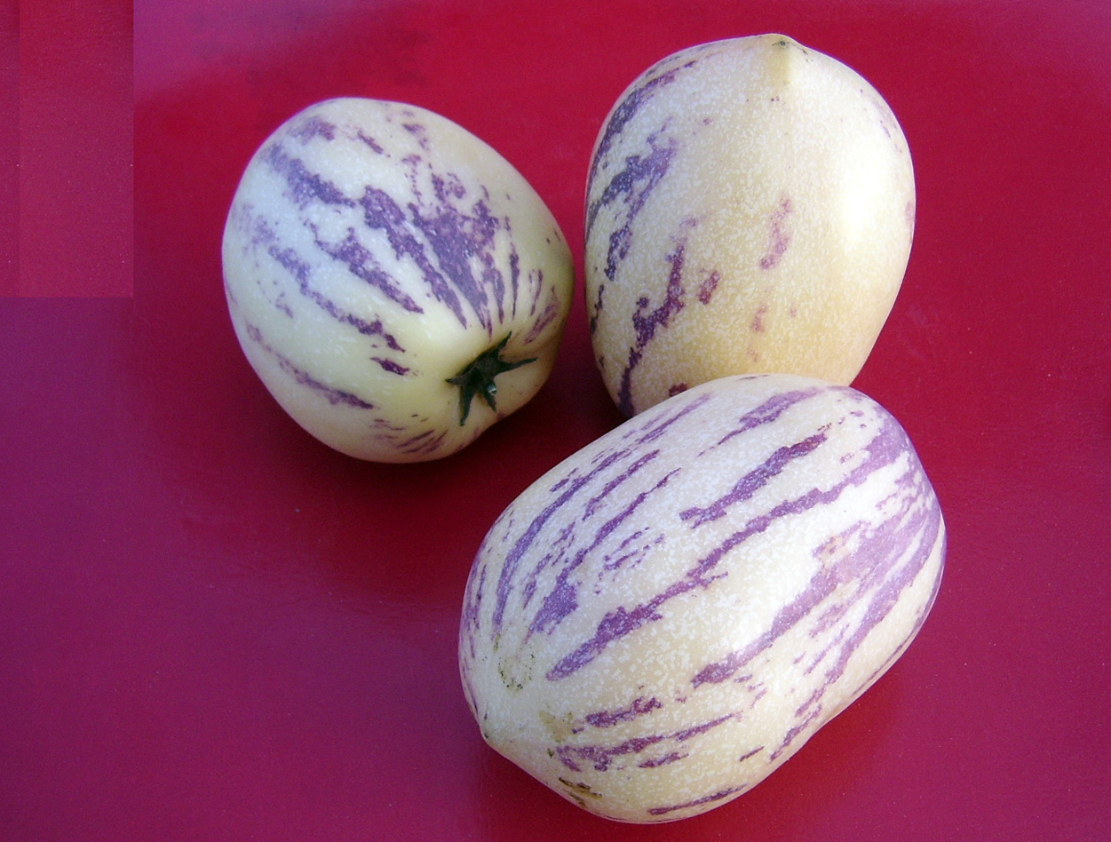 紫色條紋 茄瓜