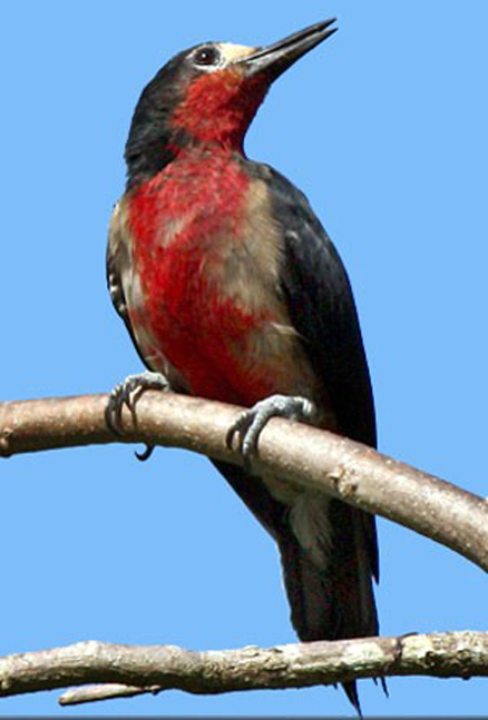 波多黎各啄木鳥