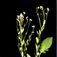 箭葉南芥 箭葉南芥
