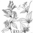 頭序歪頭菜 頭序歪頭菜