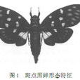 斑點黑蟬 斑點黑蟬