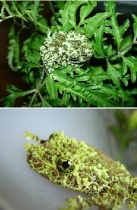 越南苔蘚蛙