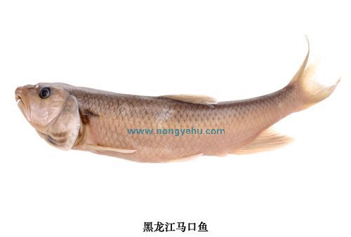 馬口魚屬 馬口魚屬