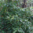 披針葉旌節花