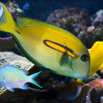 橙斑刺尾魚 橙斑刺尾魚