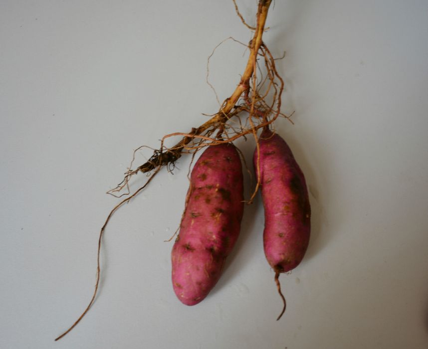 烏莖苕 烏莖苕