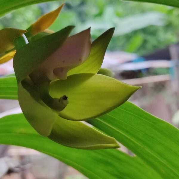 Cycnoches haagii