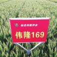 偉隆169 偉隆169