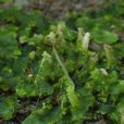 綠片苔科 綠片苔科