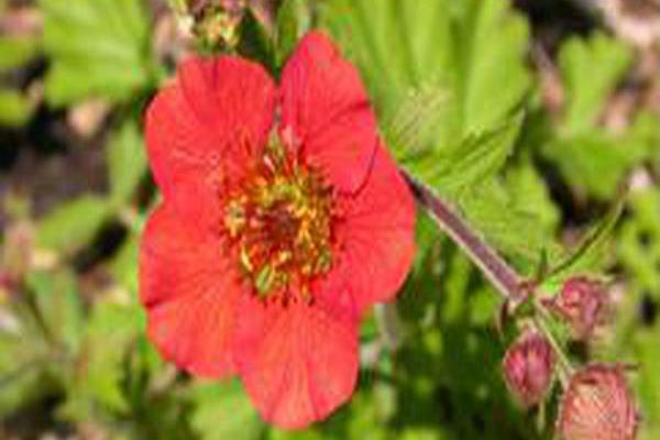 Geum \x27Cherry Cordial\x27