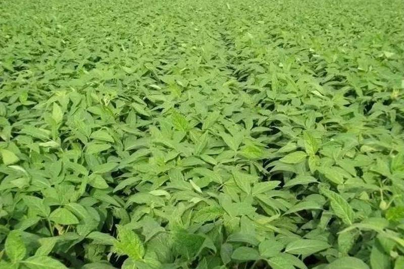濰豆10號(豆科大豆屬植物) 濰豆10號(豆科大豆屬植物)