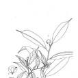 長凸連蕊茶 長凸連蕊茶