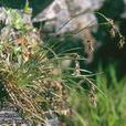 栗花地楊梅 栗花地楊梅