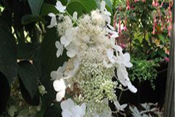Hydrangea paniculata \x27White Moth\x27 Hydrangea paniculata \x27White Moth\x27