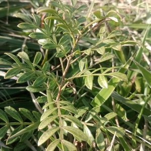 Schinus weinmanniifolia