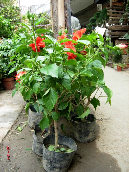 馬來薔薇