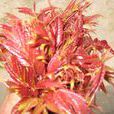紅油椿 紅油椿