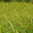 超級旱稻3