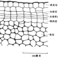 木栓周皮 木栓周皮