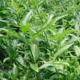 憂遁草(鱷嘴花) 憂遁草(鱷嘴花)