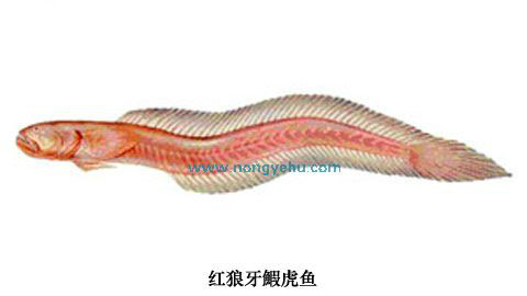 紅狼牙鰕虎魚