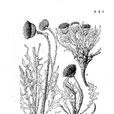 軟葉苓菊 軟葉苓菊