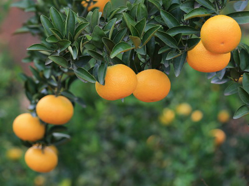 甜橘柚碩果纍纍