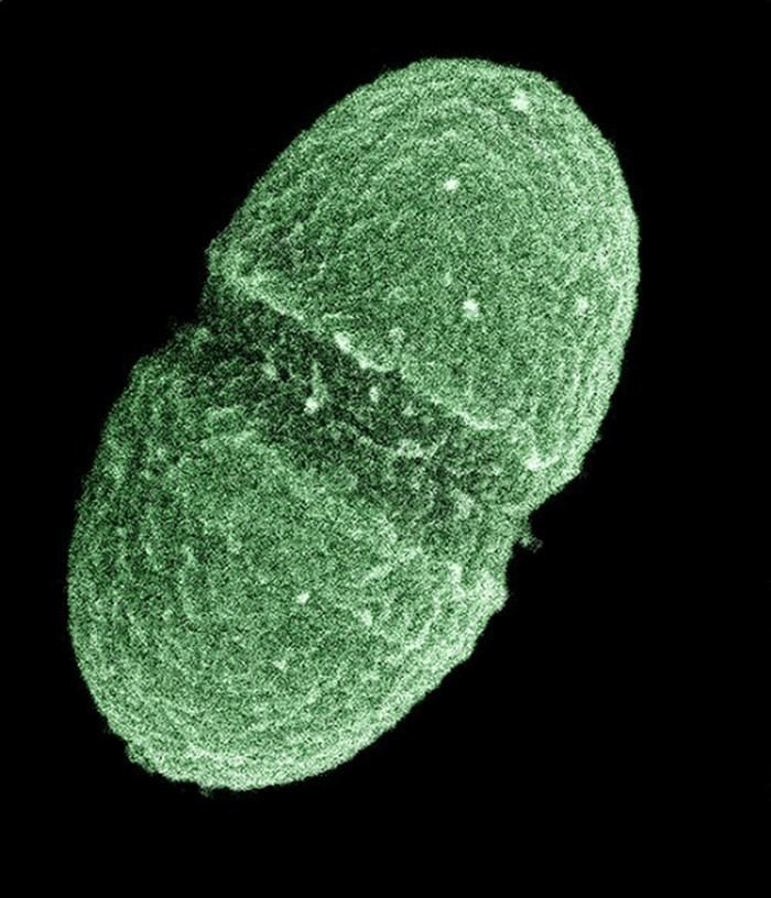 腸球菌屬