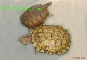 沼澤側頸龜龜性溫和活潑