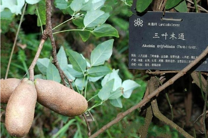 三葉木通YS141 三葉木通YS141