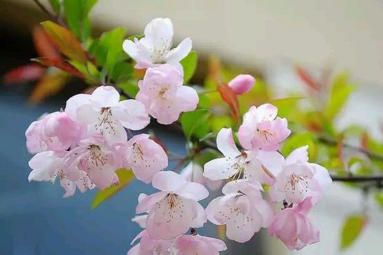 風中櫻花 風中櫻花