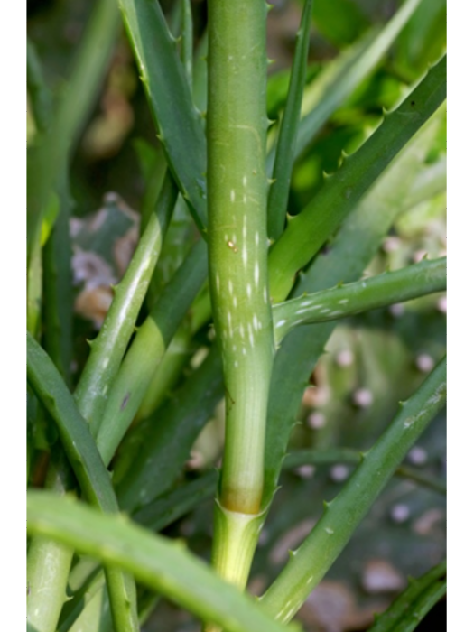科登蘆薈 科登蘆薈