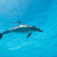 花斑原海豚(大西洋點斑原海豚)